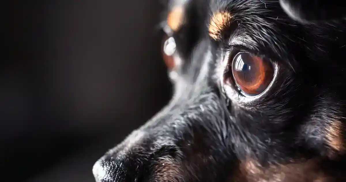 Unveiling the Truth: Do Dogs Cry Tears? (What Every Pet Parent Needs to Know)