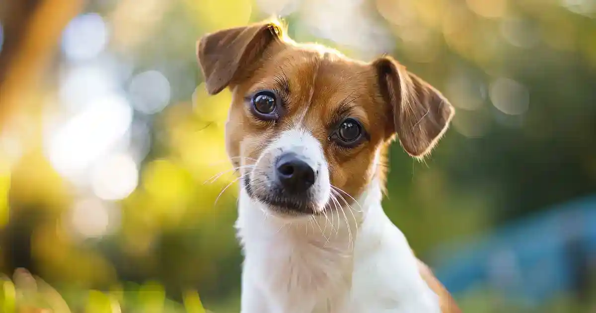 Unveiling the Truth: Do Male Dogs Have Nipples?