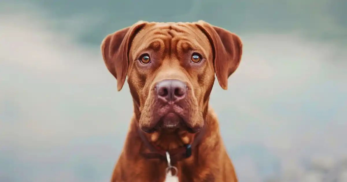 Unveiling the Truth: Is Cinnamon Toxic to Dogs?