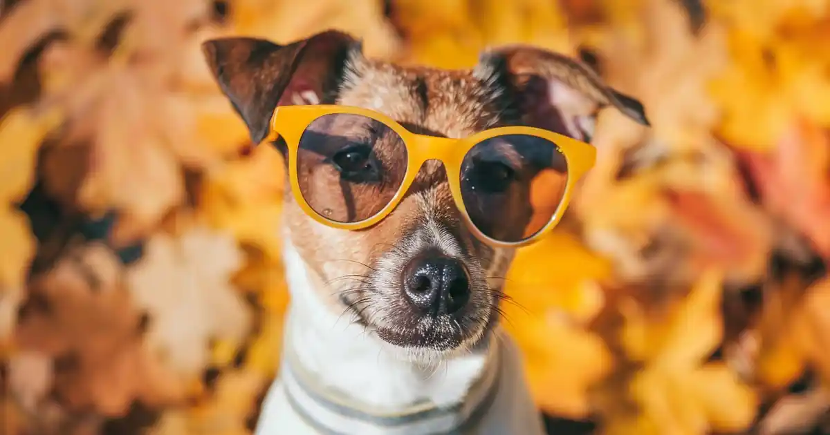 Unveiling the Truth: Is Turkey Good for Dogs?
