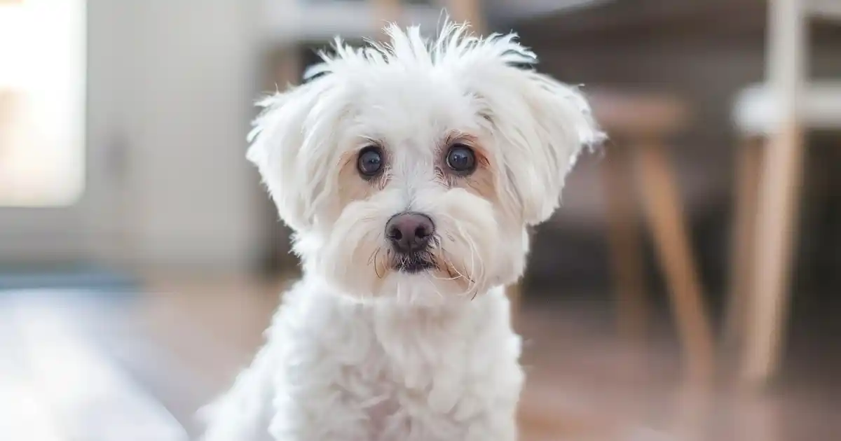 Unveiling What Goes on in a Dog’s Mind