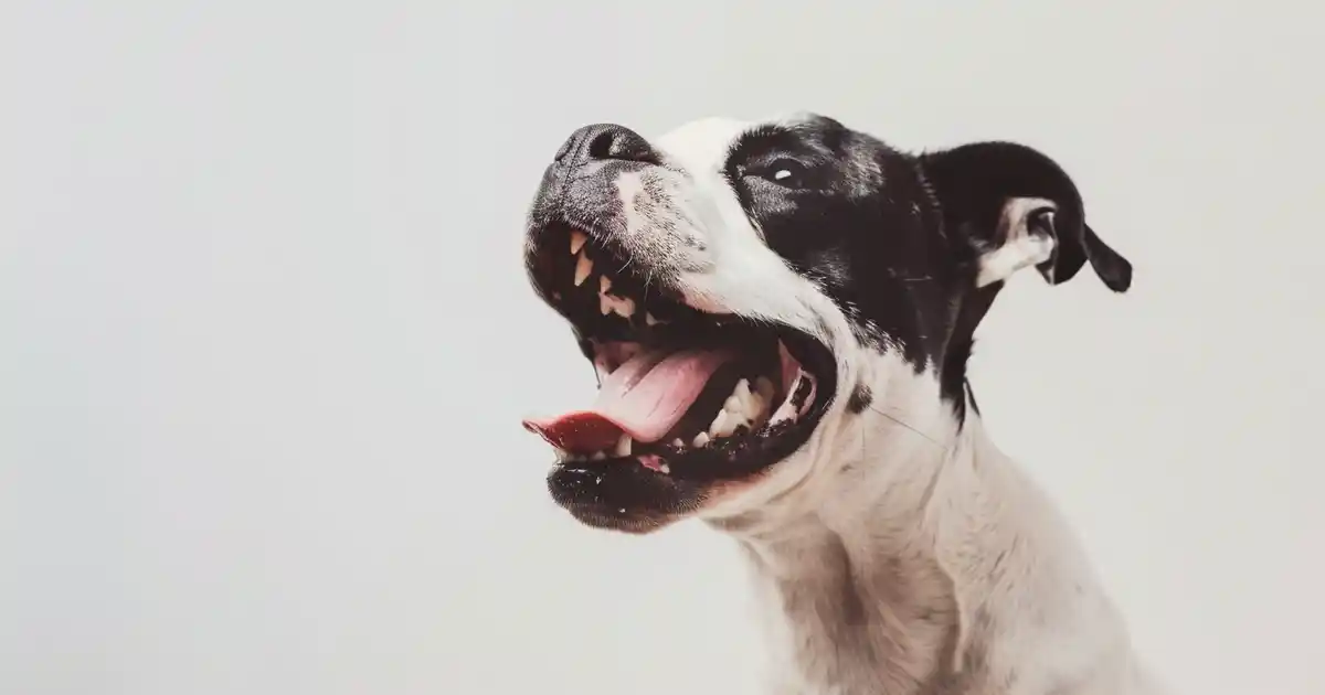 Unveiling Why Dogs Get Hiccups: The Ultimate Guide